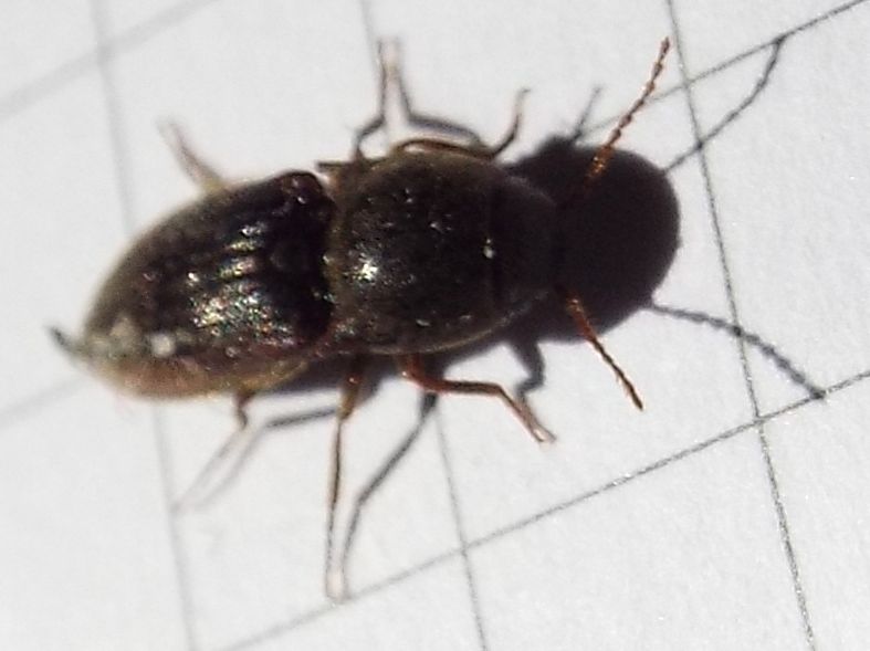 Elateridae:  Agriotes cfr. obscurus